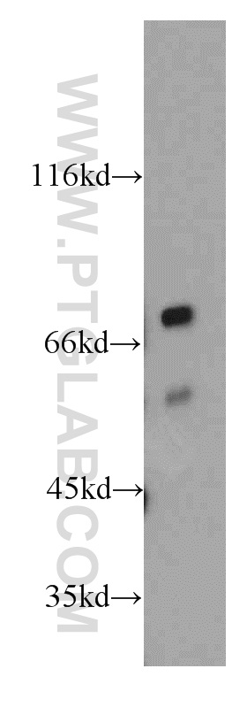 WB analysis of RAW264.7 using 20352-1-AP