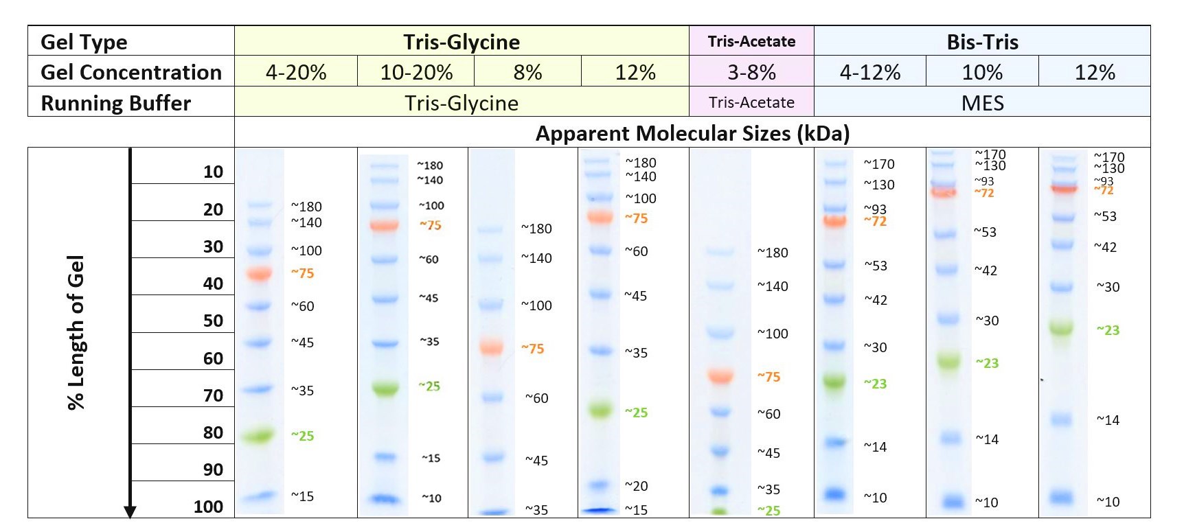 宽范围分子量预染蛋白质标记会随不同的电泳条件呈现不同的分子量分布，对照如上图。