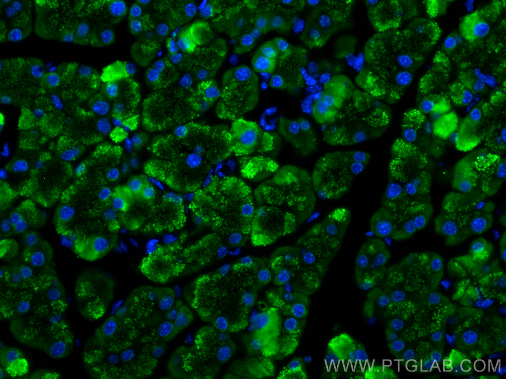 IF Staining of mouse pancreas using 15843-1-AP