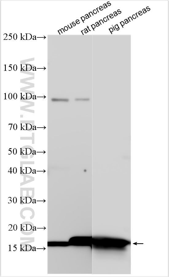 WB analysis using 15843-1-AP