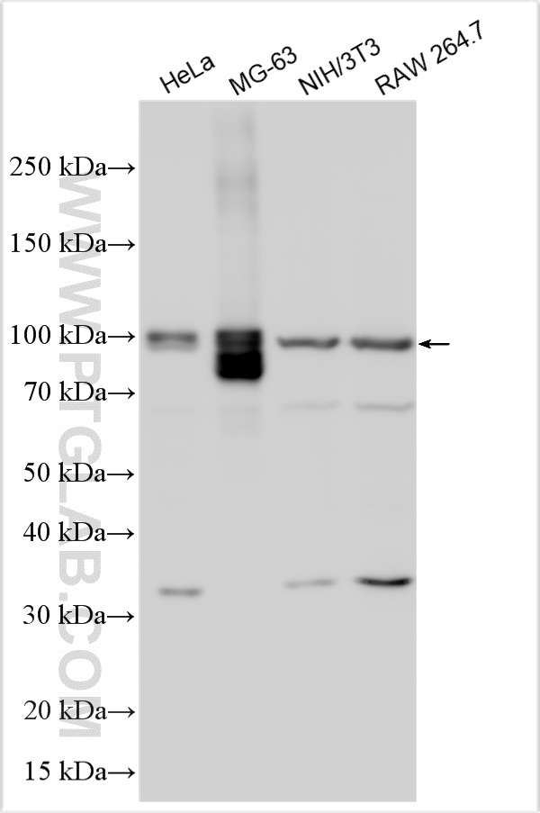 WB analysis using 21004-1-AP