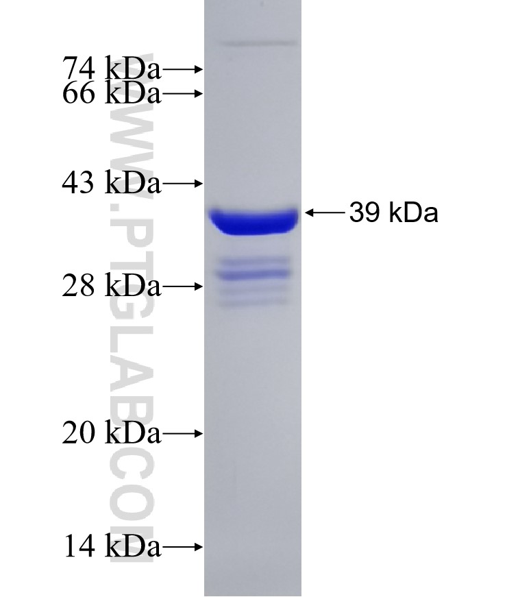 PLA2G7 fusion protein Ag30947 SDS-PAGE