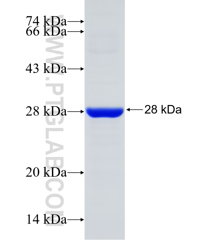 PLAA fusion protein Ag21961 SDS-PAGE