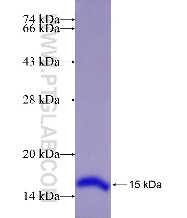 PLAG1 fusion protein Ag29024 SDS-PAGE