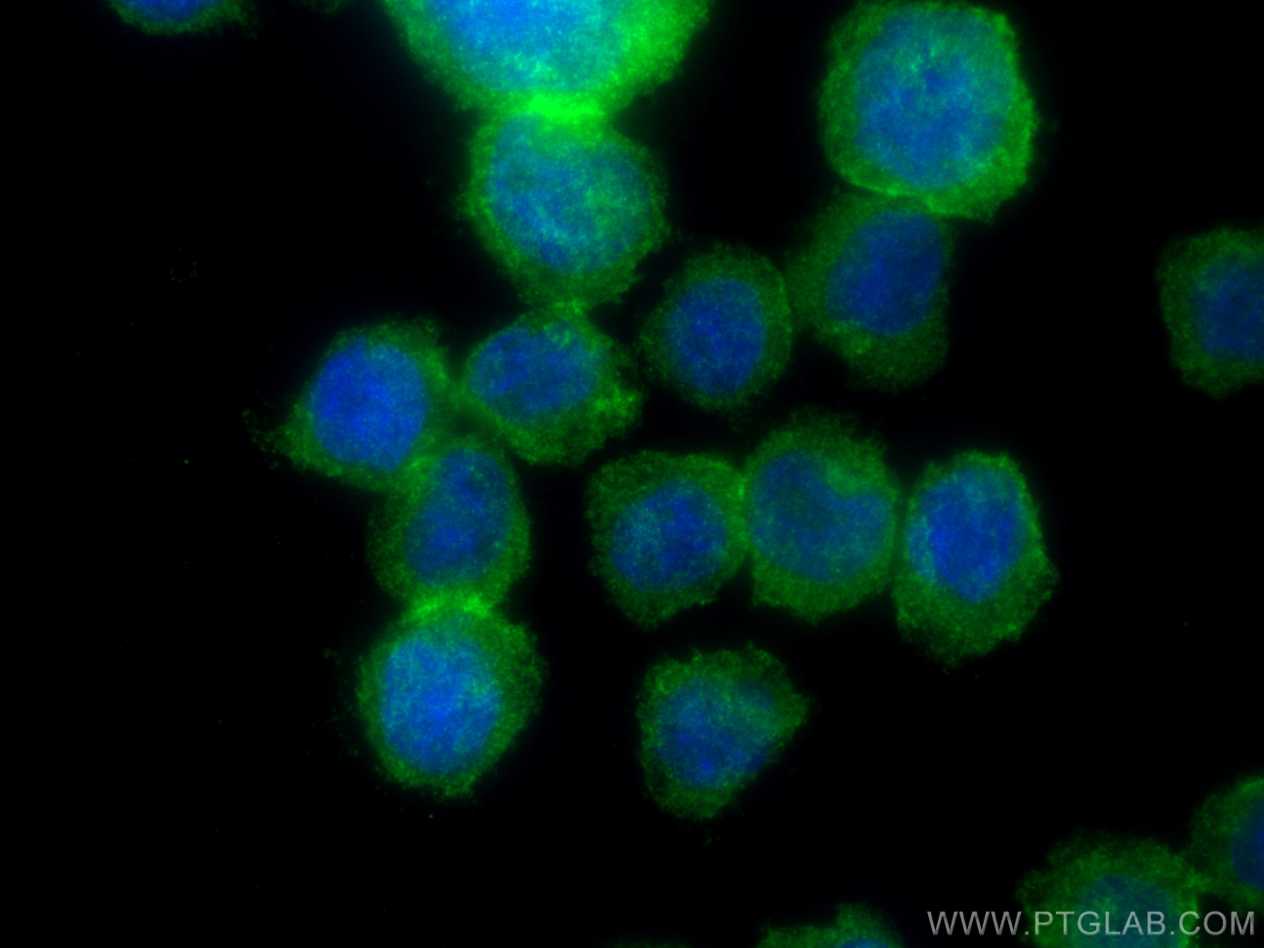 IF Staining of THP-1 using 27456-1-AP