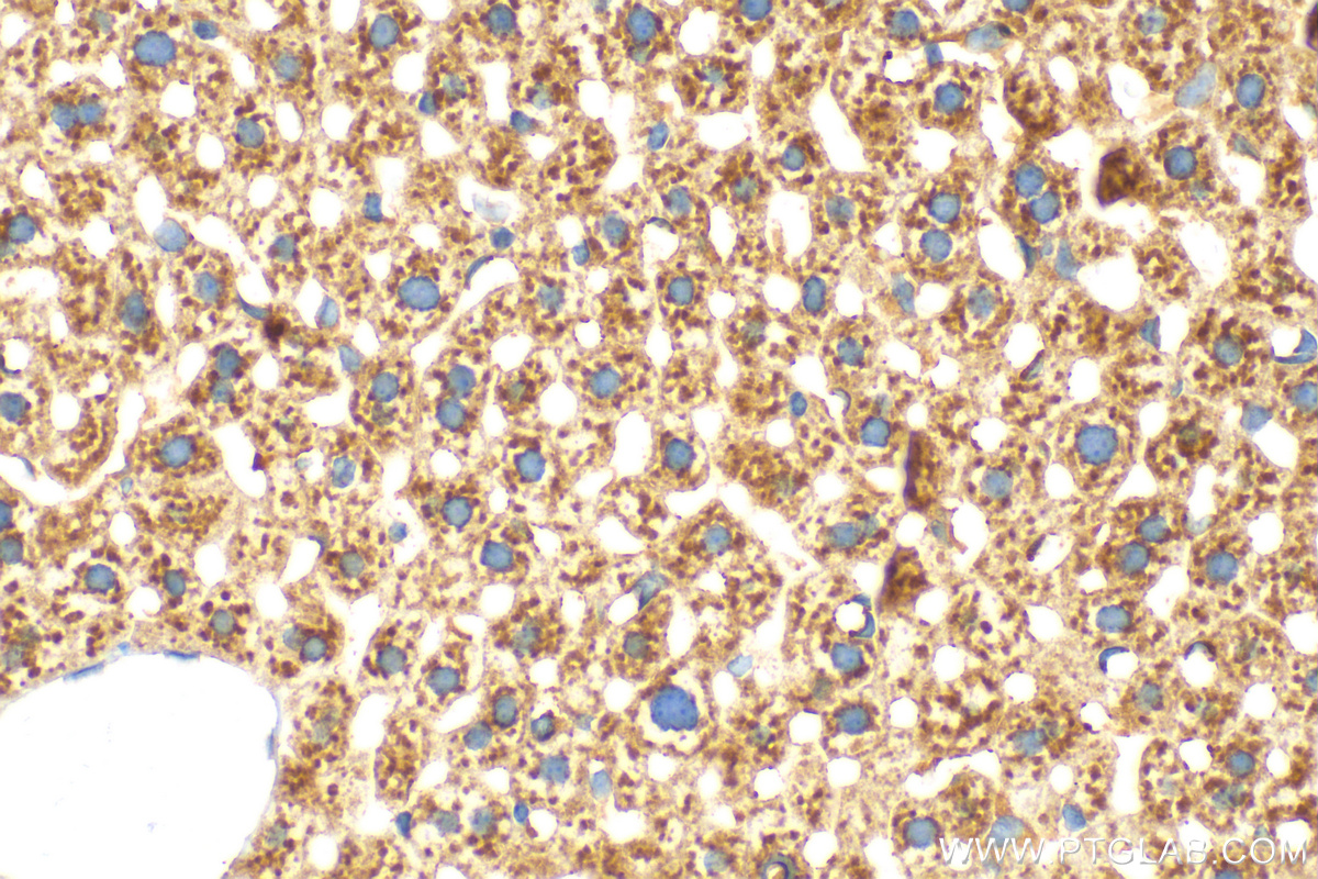 IHC staining of mouse liver using 27456-1-AP