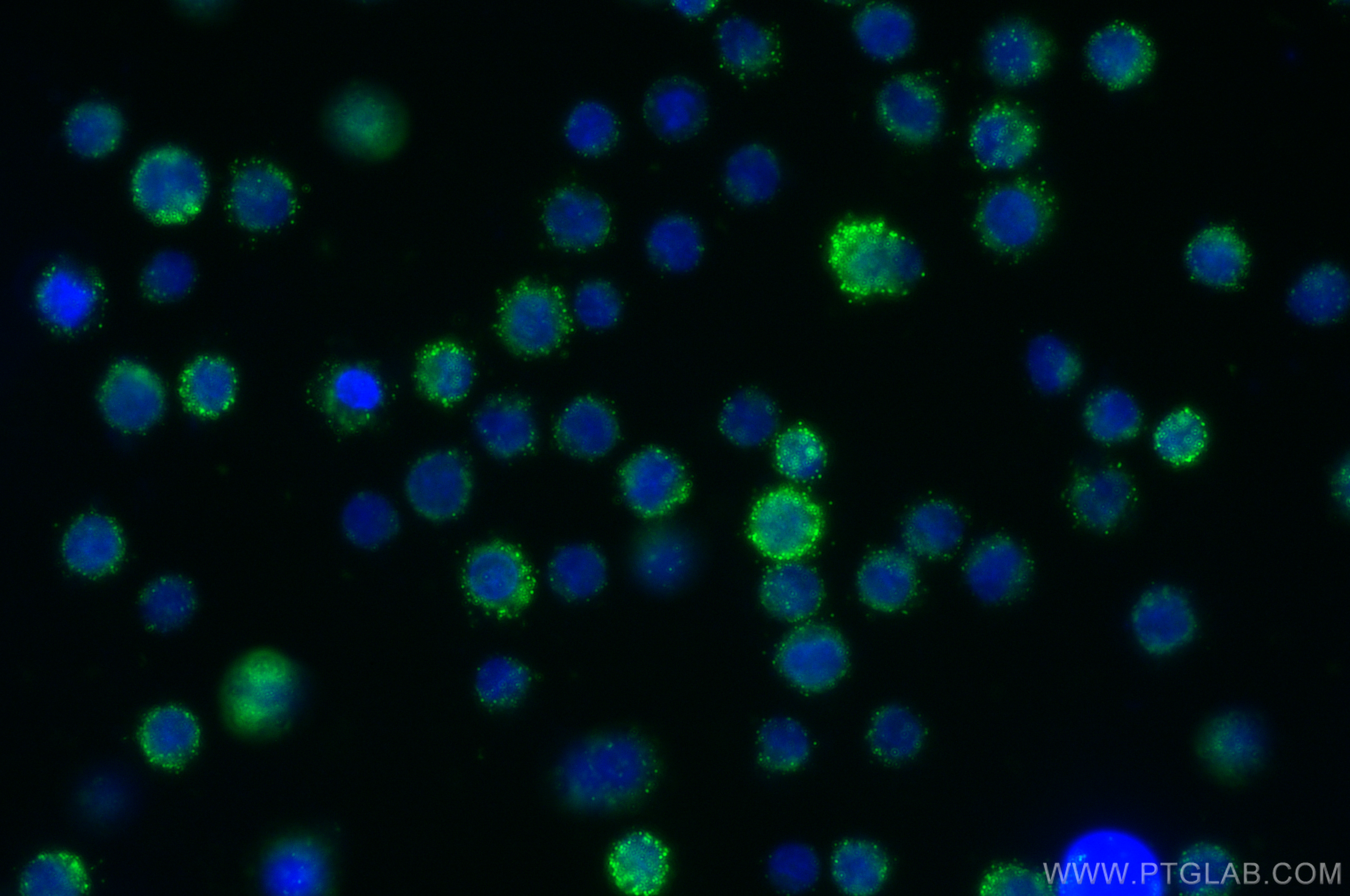 IF Staining of U-937 using 29567-1-AP