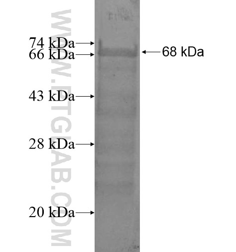 PLCH1 fusion protein Ag13607 SDS-PAGE