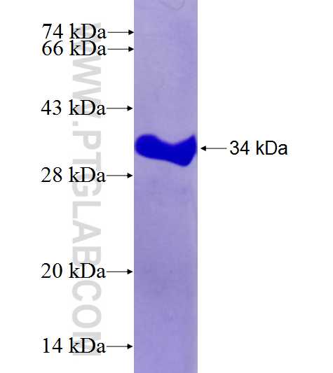 PLD2 fusion protein Ag26619 SDS-PAGE