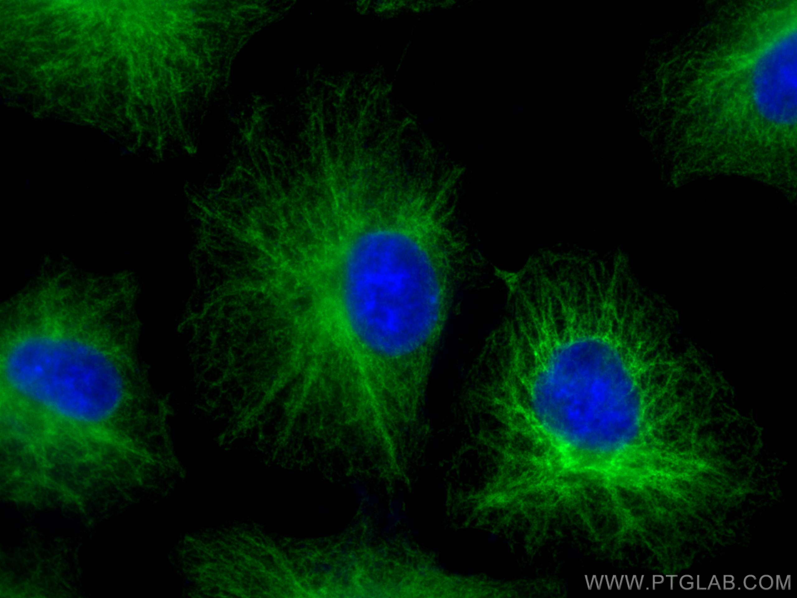 IF Staining of A549 using 29170-1-AP