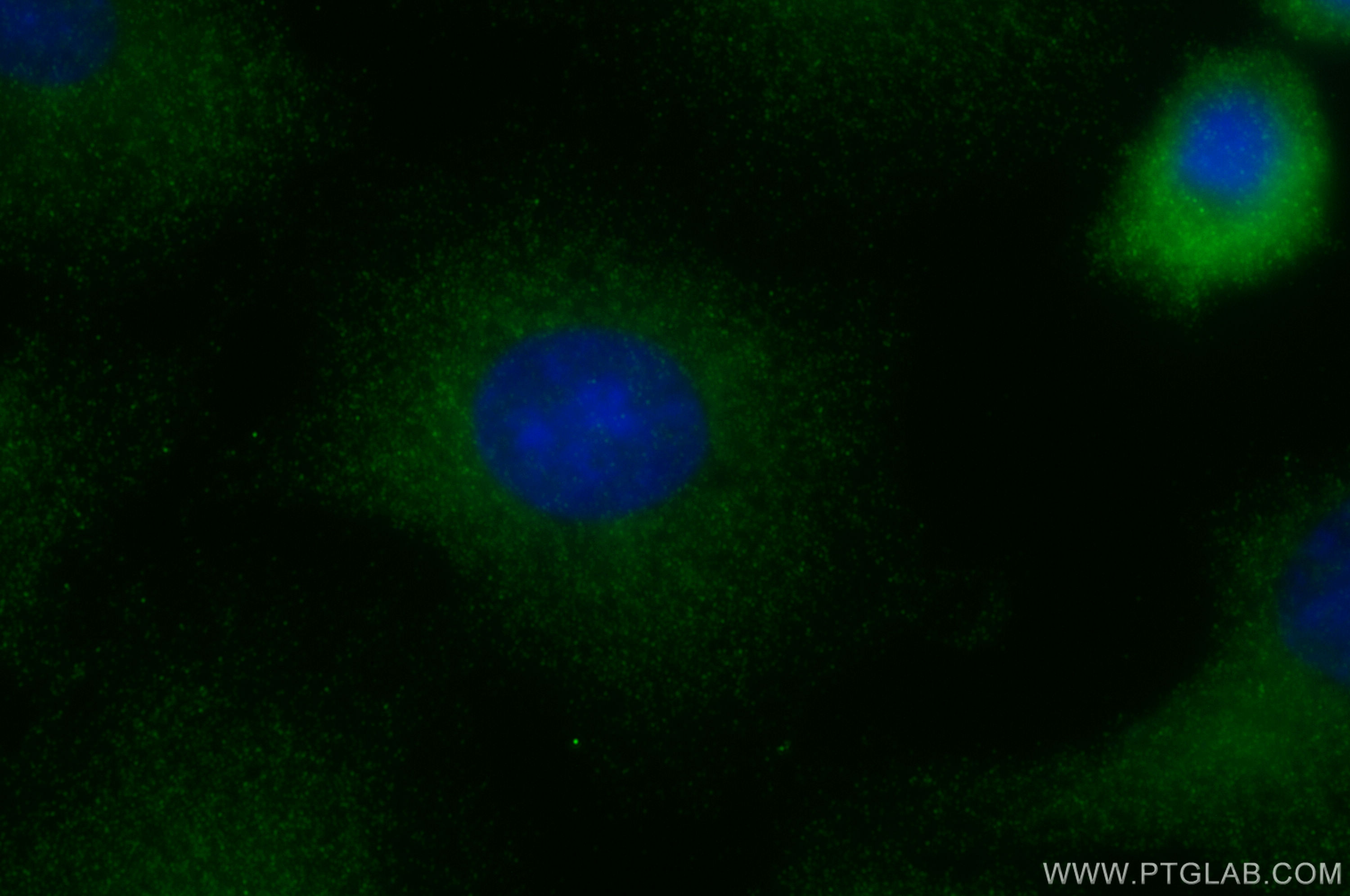 IF Staining of A549 using 26830-1-AP