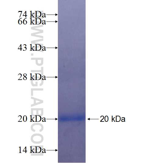 PLEKHA1 fusion protein Ag25296 SDS-PAGE