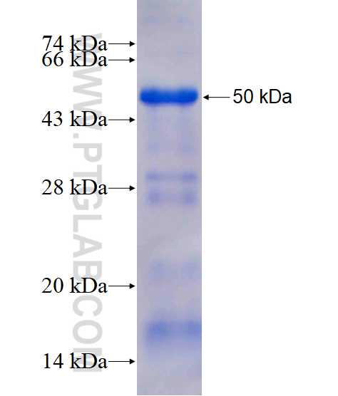 PLEKHA9 fusion protein Ag11854 SDS-PAGE