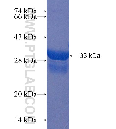 PLEKHF2 fusion protein Ag22285 SDS-PAGE