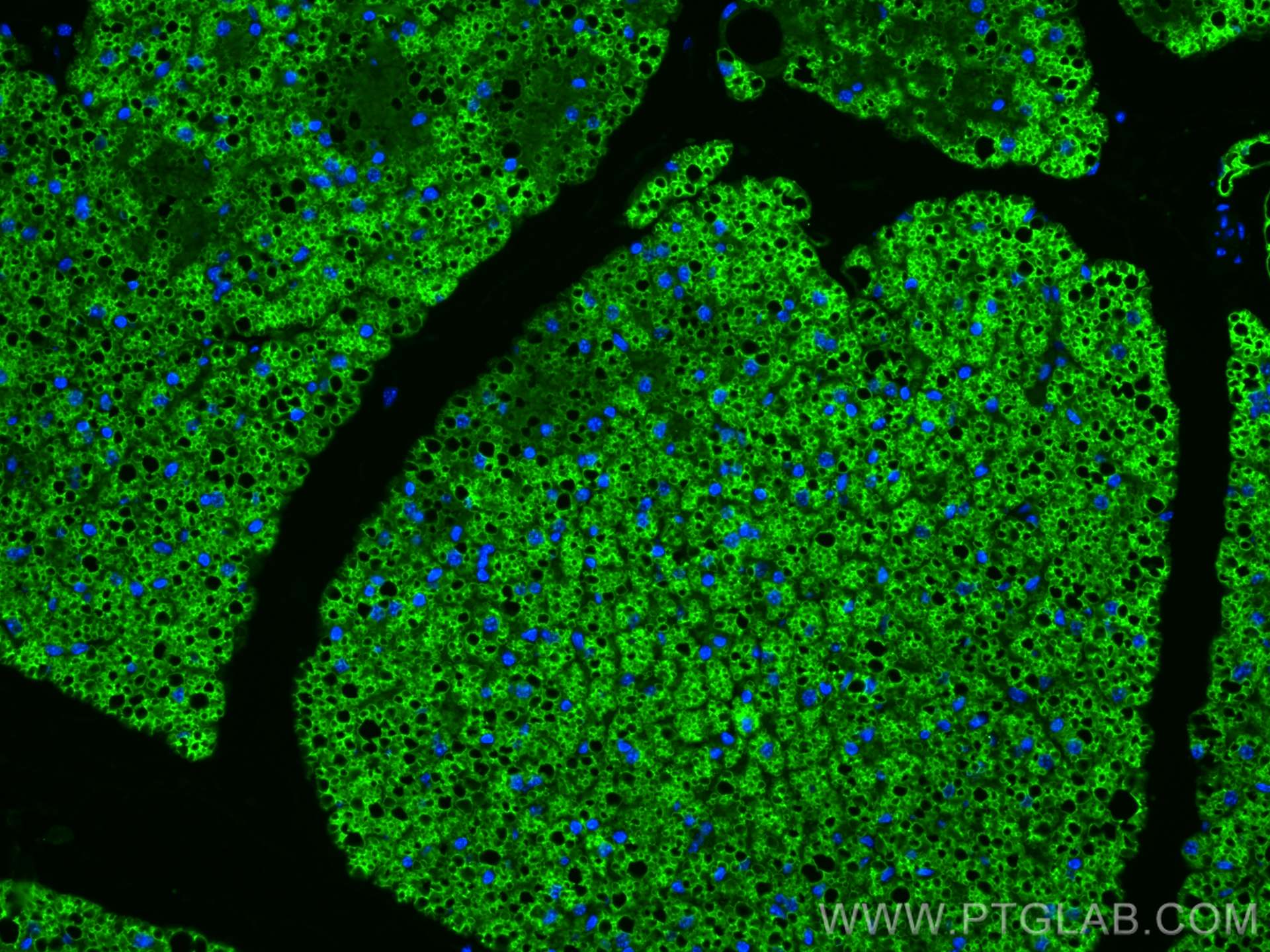 IF Staining of mouse brown adipose using 27716-1-AP