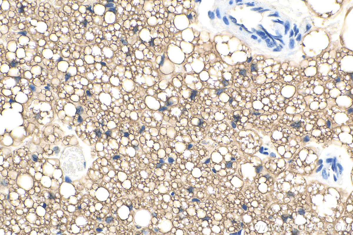 IHC staining of mouse brown adipose using 27716-1-AP