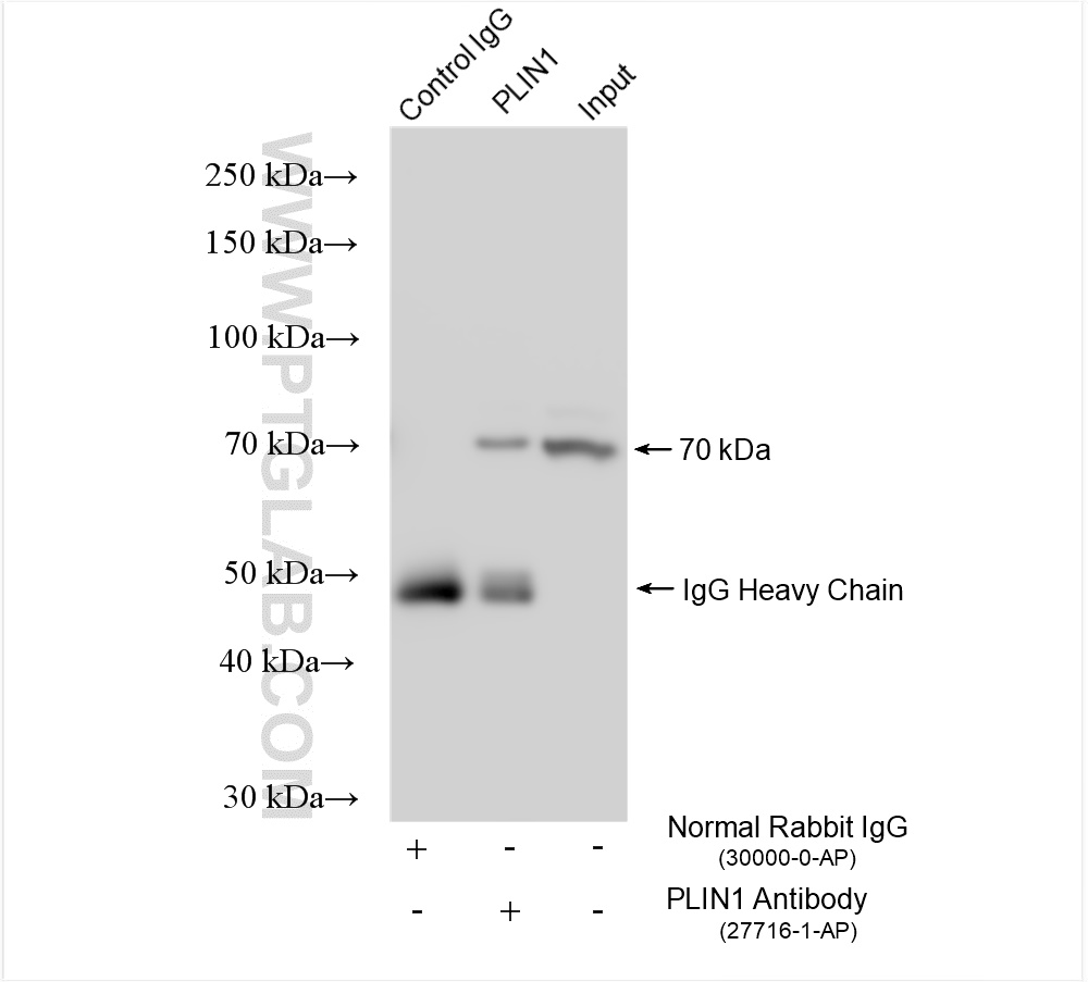 IP experiment of NIH/3T3 using 27716-1-AP