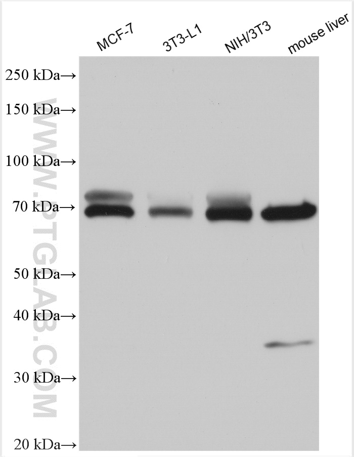 WB analysis using 27716-1-AP