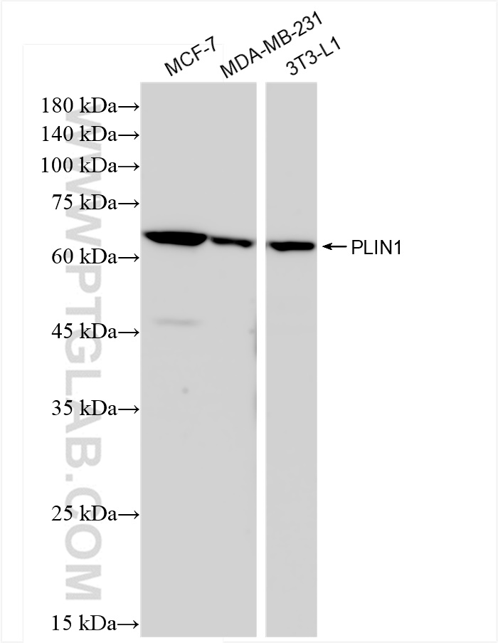 WB analysis using 83905-4-RR (same clone as 83905-4-PBS)