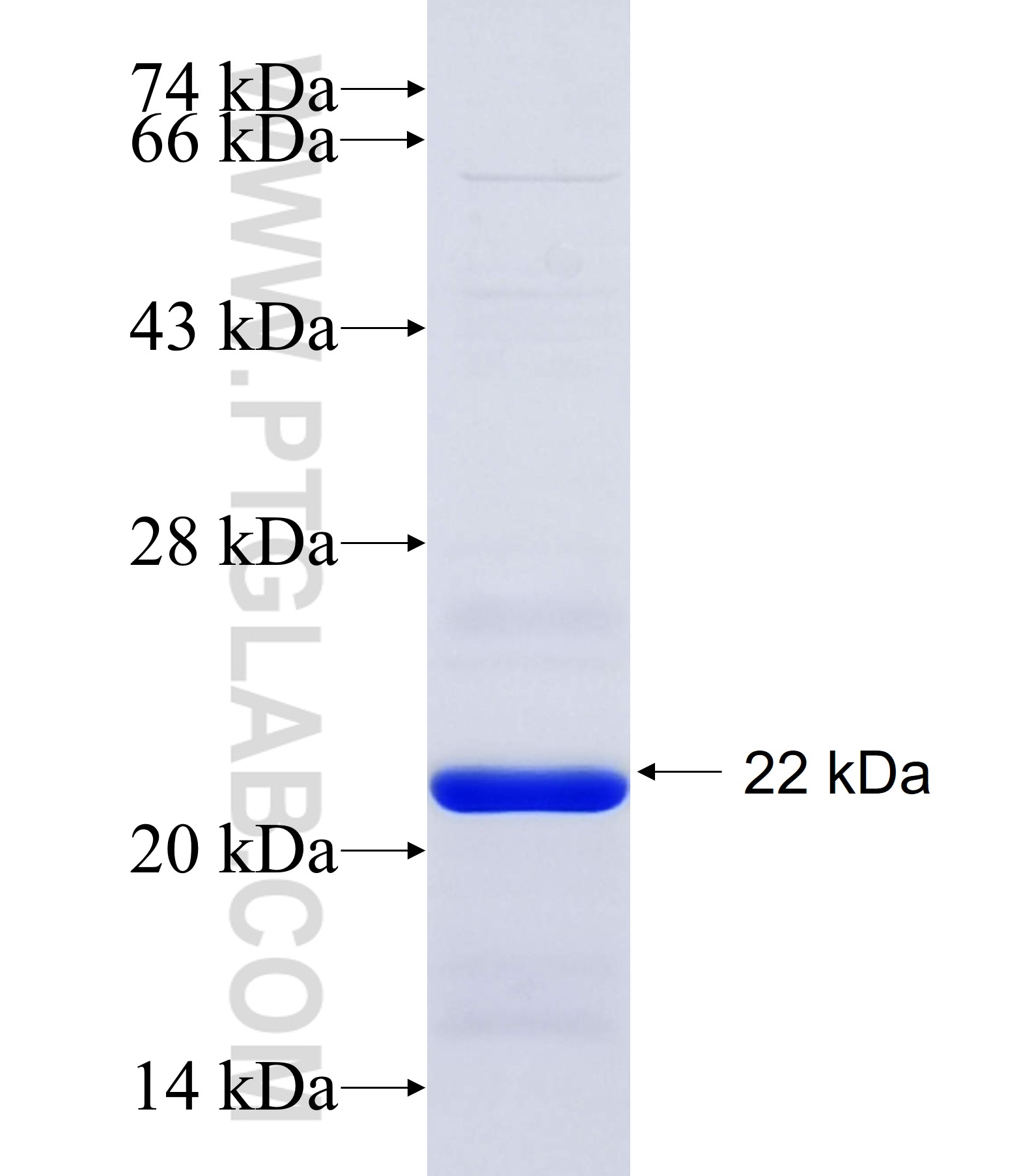 PLIN1 fusion protein Ag34839 SDS-PAGE