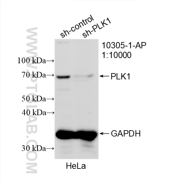 WB analysis of HeLa using 10305-1-AP