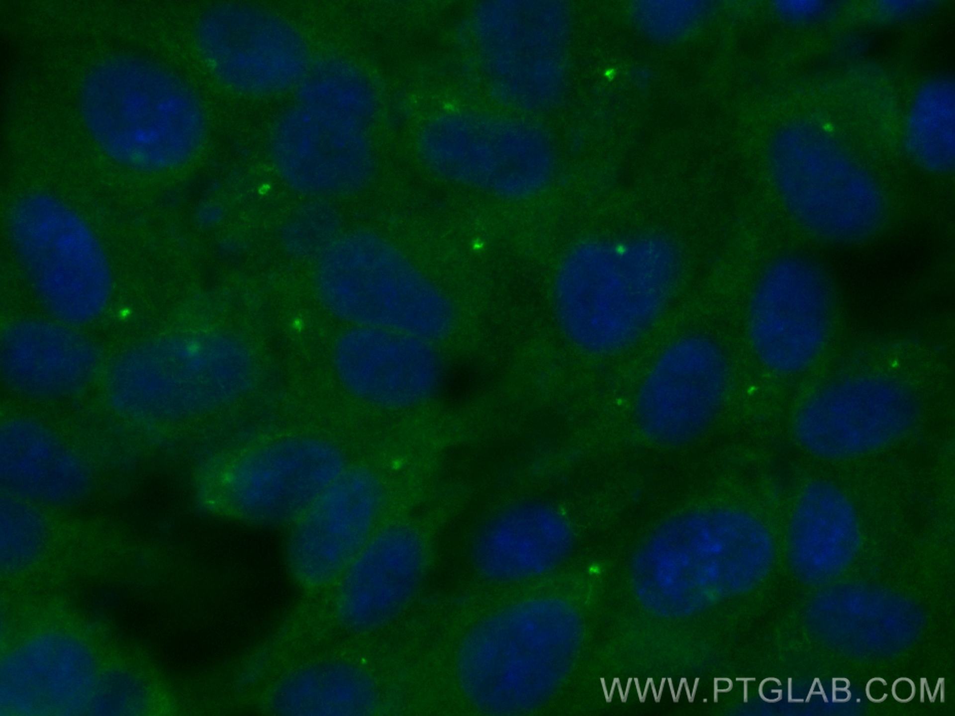 IF Staining of hTERT-RPE1 using CL488-83431