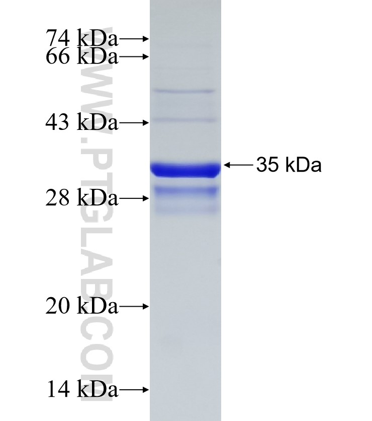 PLK3 fusion protein Ag33186 SDS-PAGE