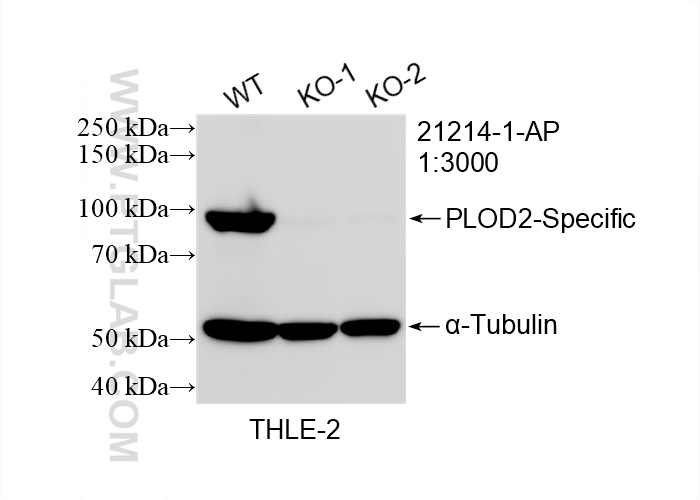 WB analysis of THLE-2 using 21214-1-AP