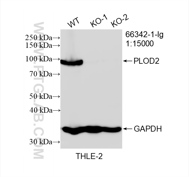 WB analysis of THLE-2 using 66342-1-Ig