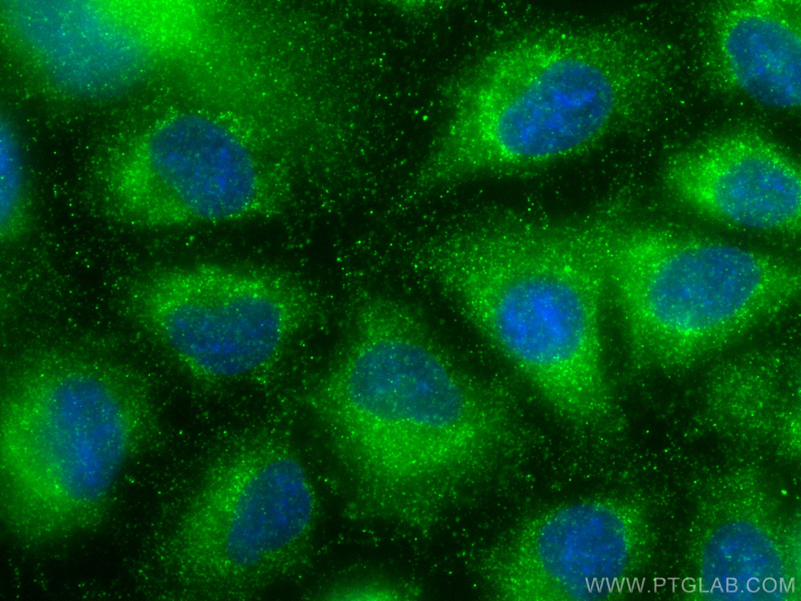 IF Staining of A549 using 13143-1-AP (same clone as 13143-1-PBS)