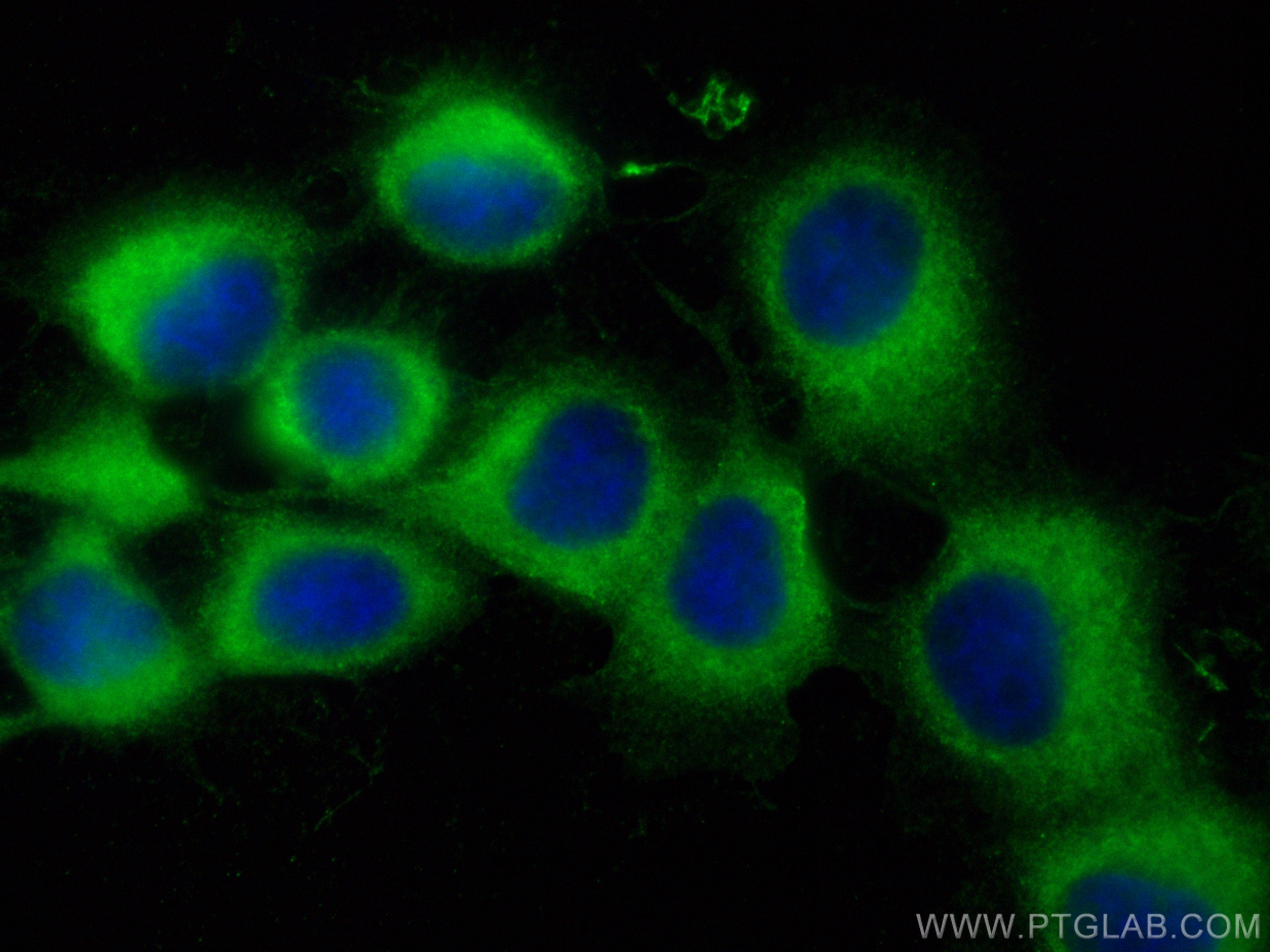 IF Staining of A431 using CL488-12917