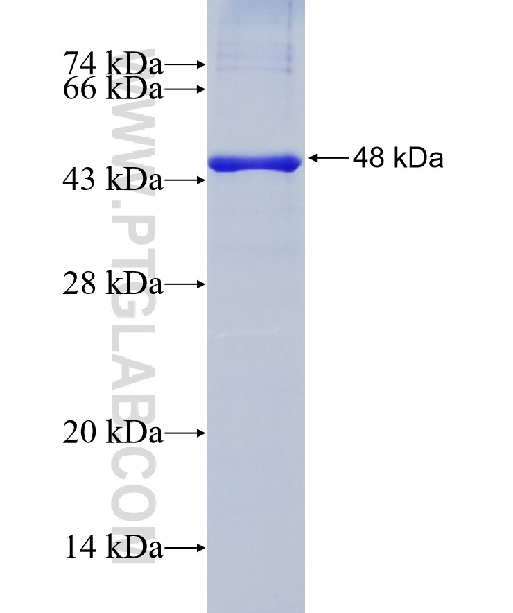 PLXDC2 fusion protein Ag29056 SDS-PAGE