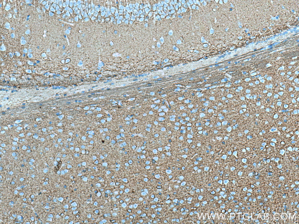 IHC staining of mouse brain using 67265-1-Ig (same clone as 67265-1-PBS)