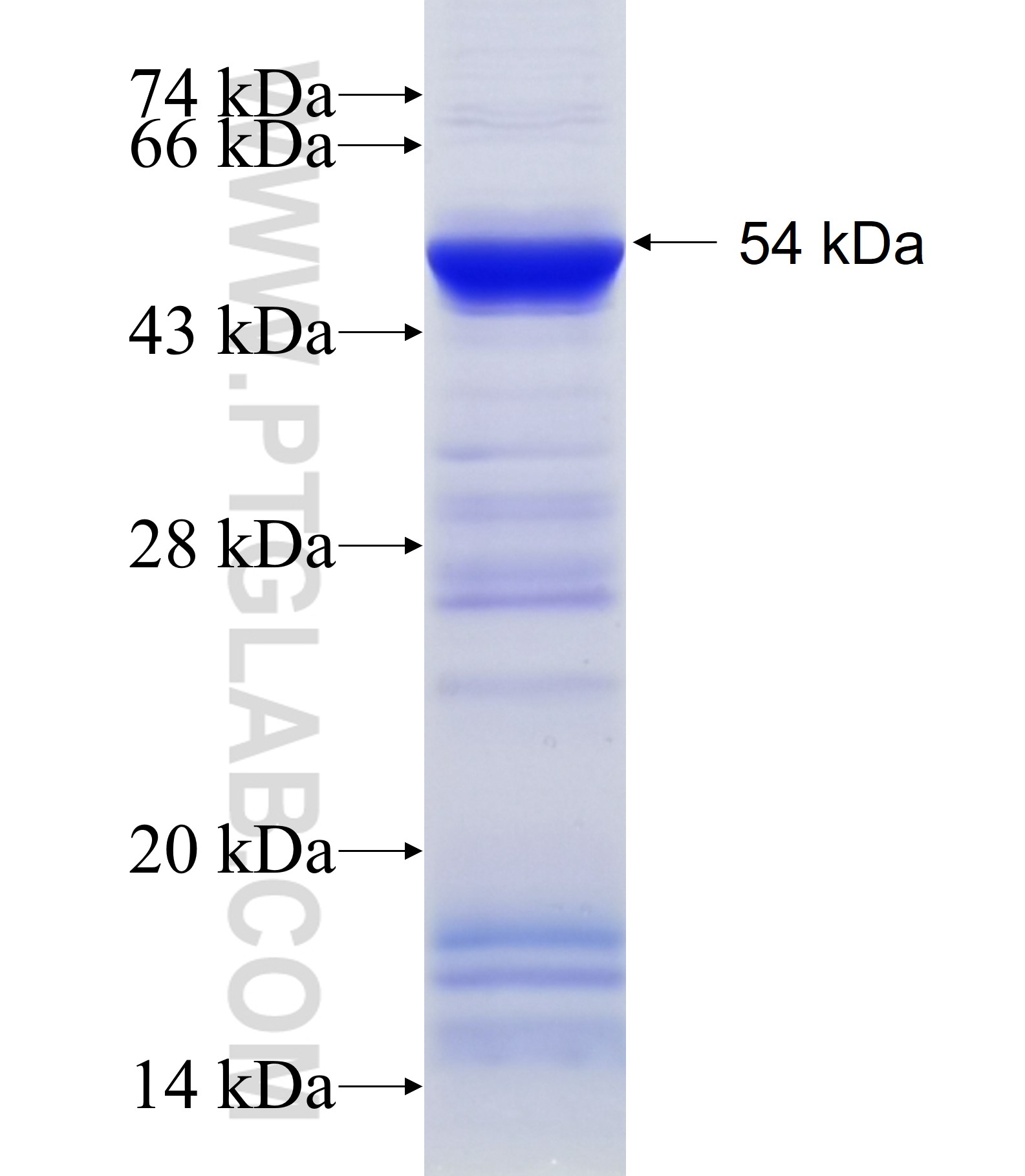 PMS2 fusion protein Ag34237 SDS-PAGE