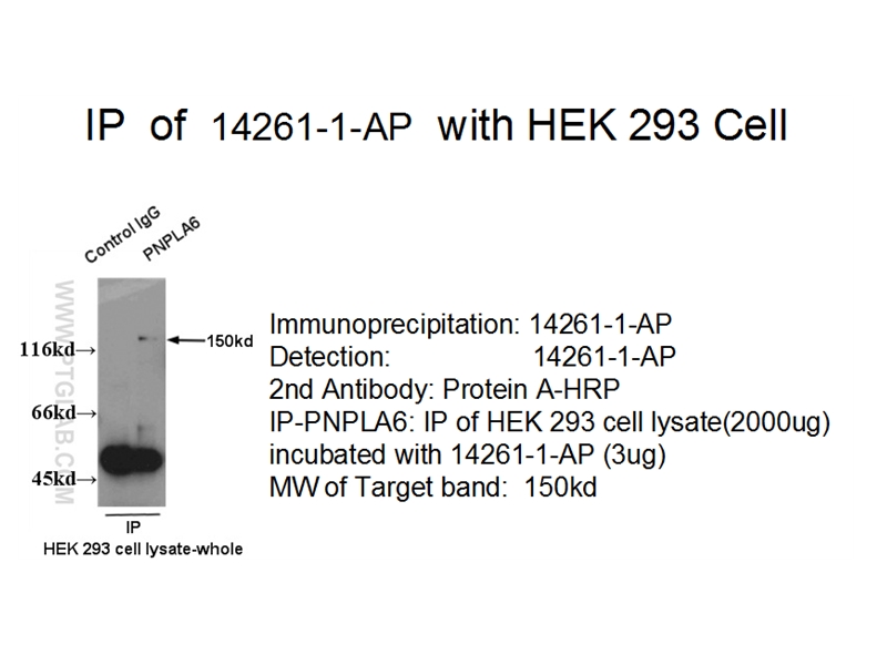 IP experiment using 14261-1-AP