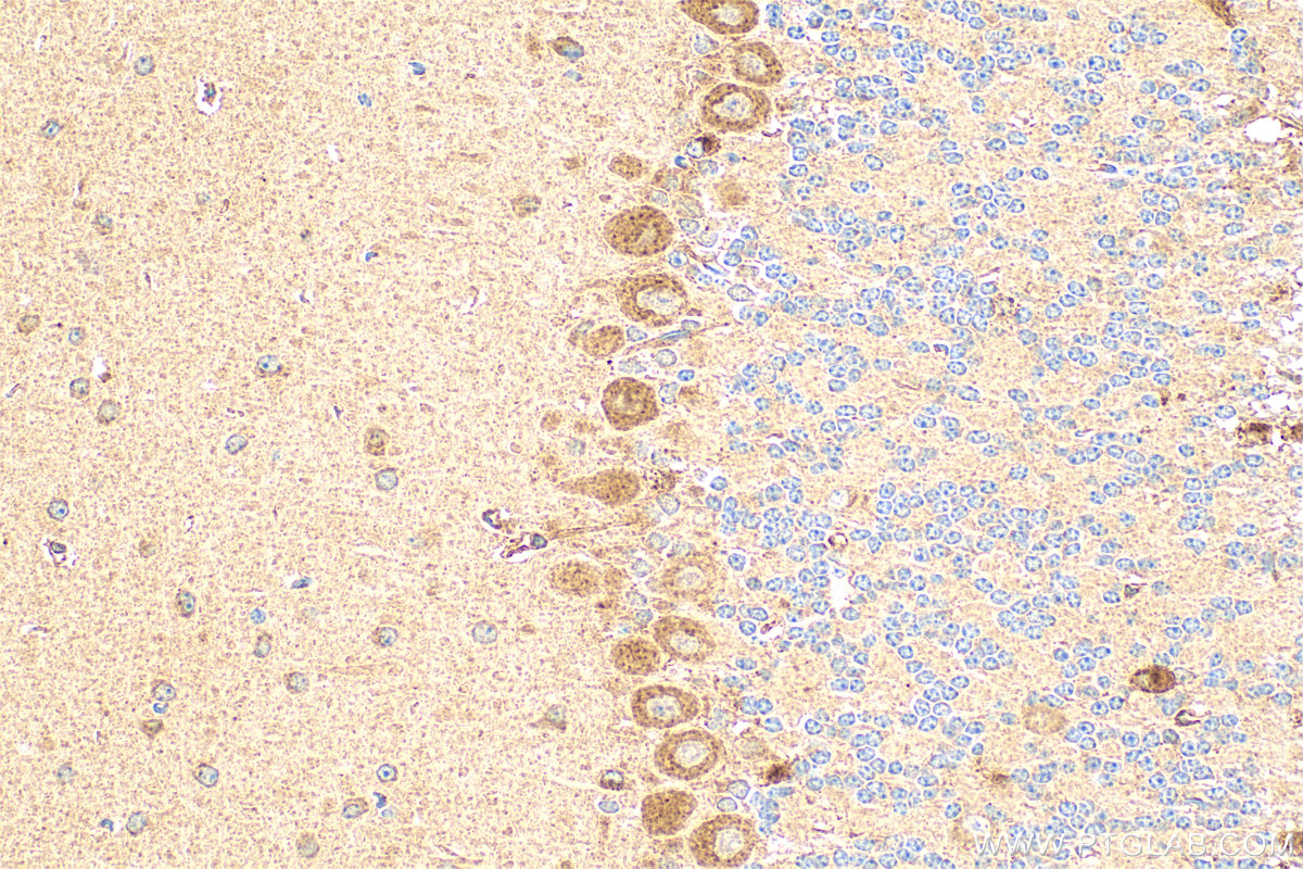 IHC staining of mouse cerebellum using 27787-1-AP