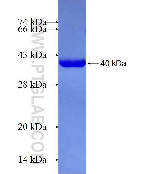 POLA1 fusion protein Ag28870 SDS-PAGE