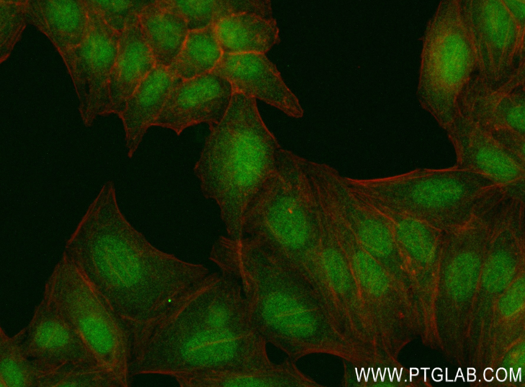 IF Staining of HepG2 using 84357-1-RR