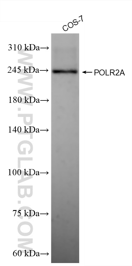 WB analysis of COS-7 using 84357-1-RR