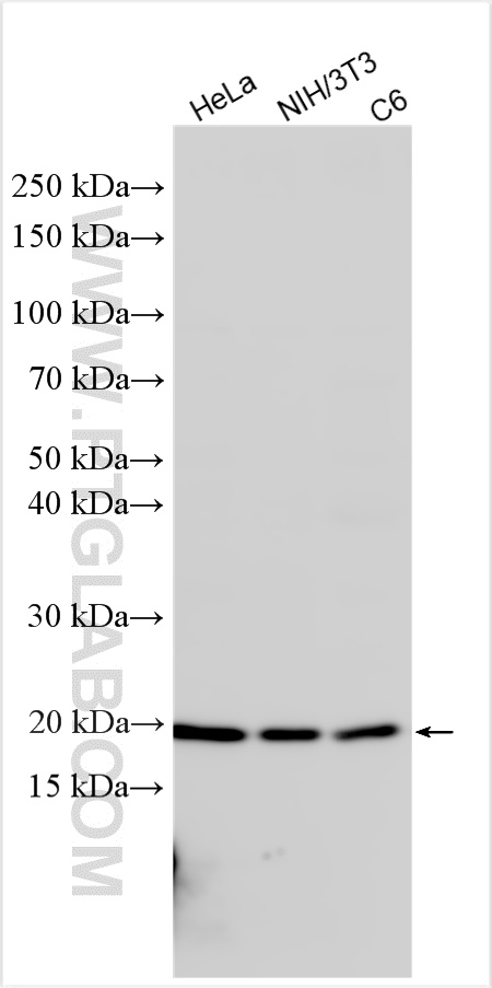 WB analysis using 15334-1-AP