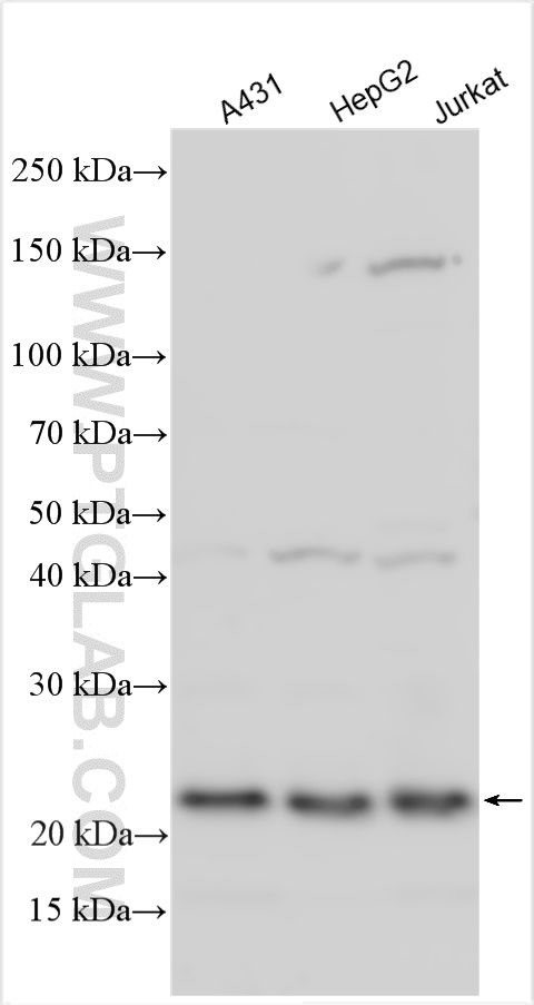 WB analysis using 18497-1-AP