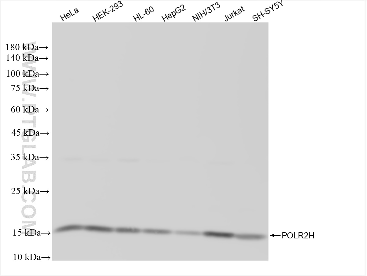 WB analysis using 83439-1-RR (same clone as 83439-1-PBS)