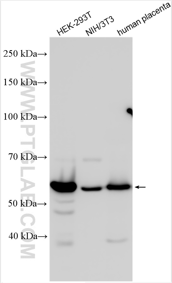 WB analysis using 27864-1-AP