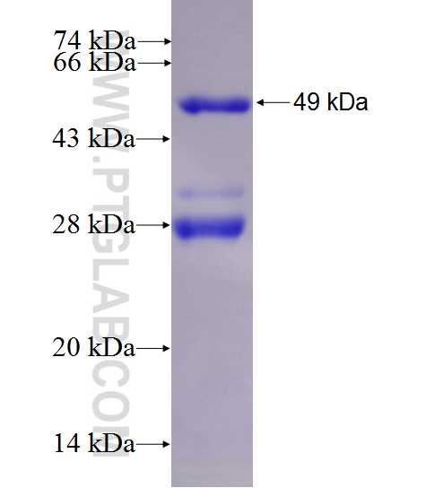 POLR3C fusion protein Ag27311 SDS-PAGE