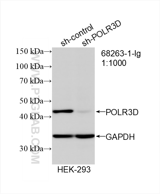 WB analysis of HEK-293 using 68263-1-Ig (same clone as 68263-1-PBS)