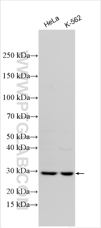 WB analysis using 24701-1-AP