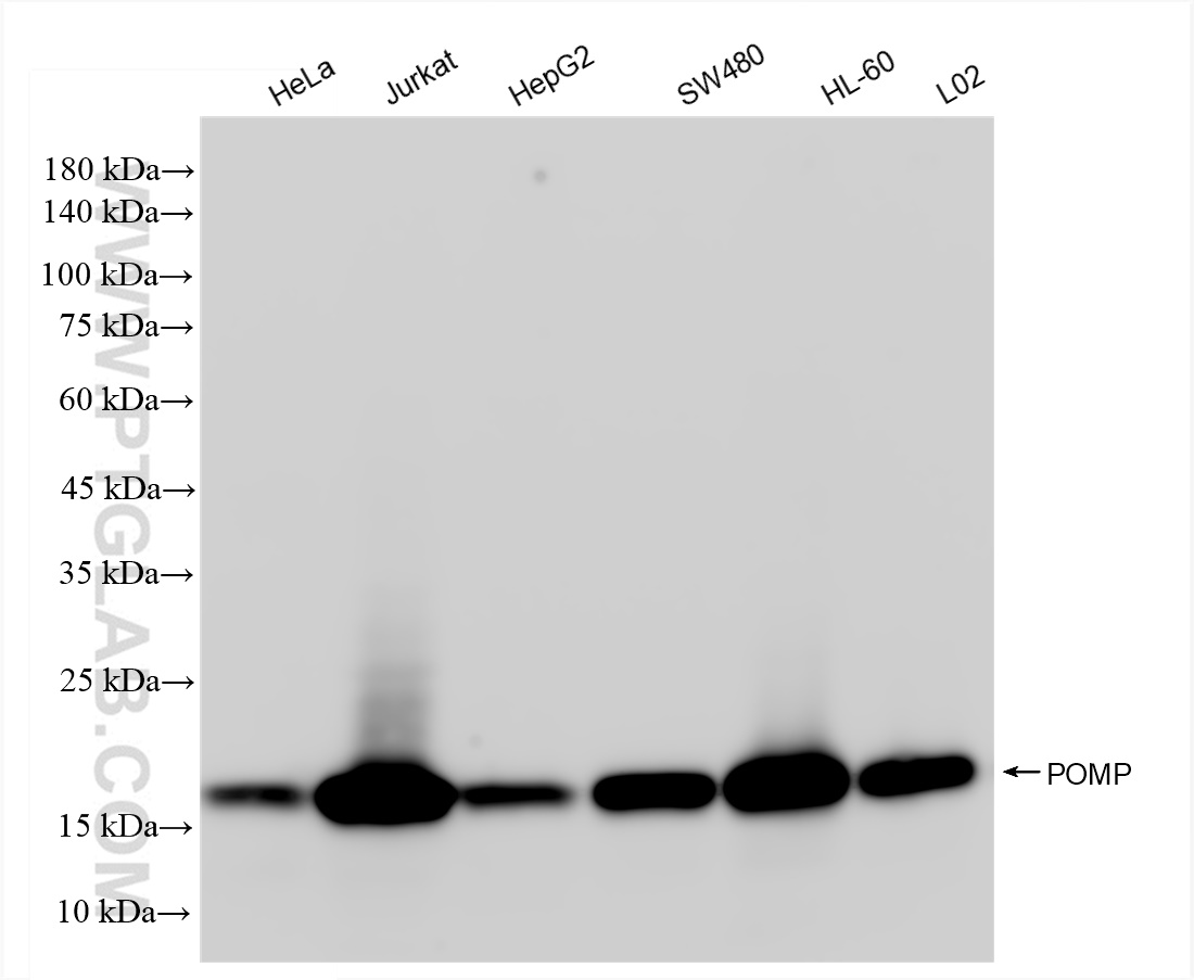 WB analysis using 83607-6-RR (same clone as 83607-6-PBS)