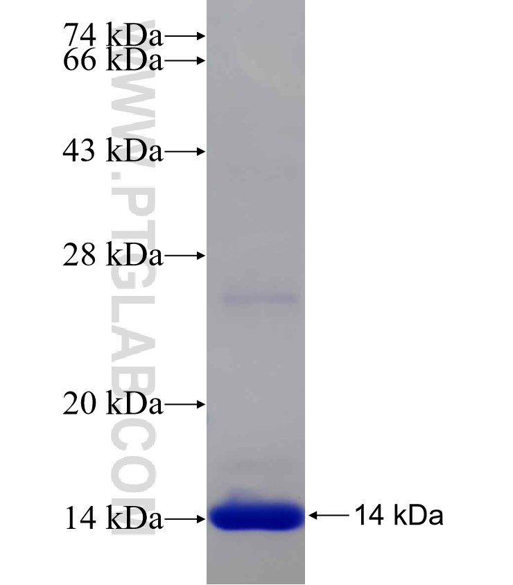 POTEA fusion protein Ag20228 SDS-PAGE