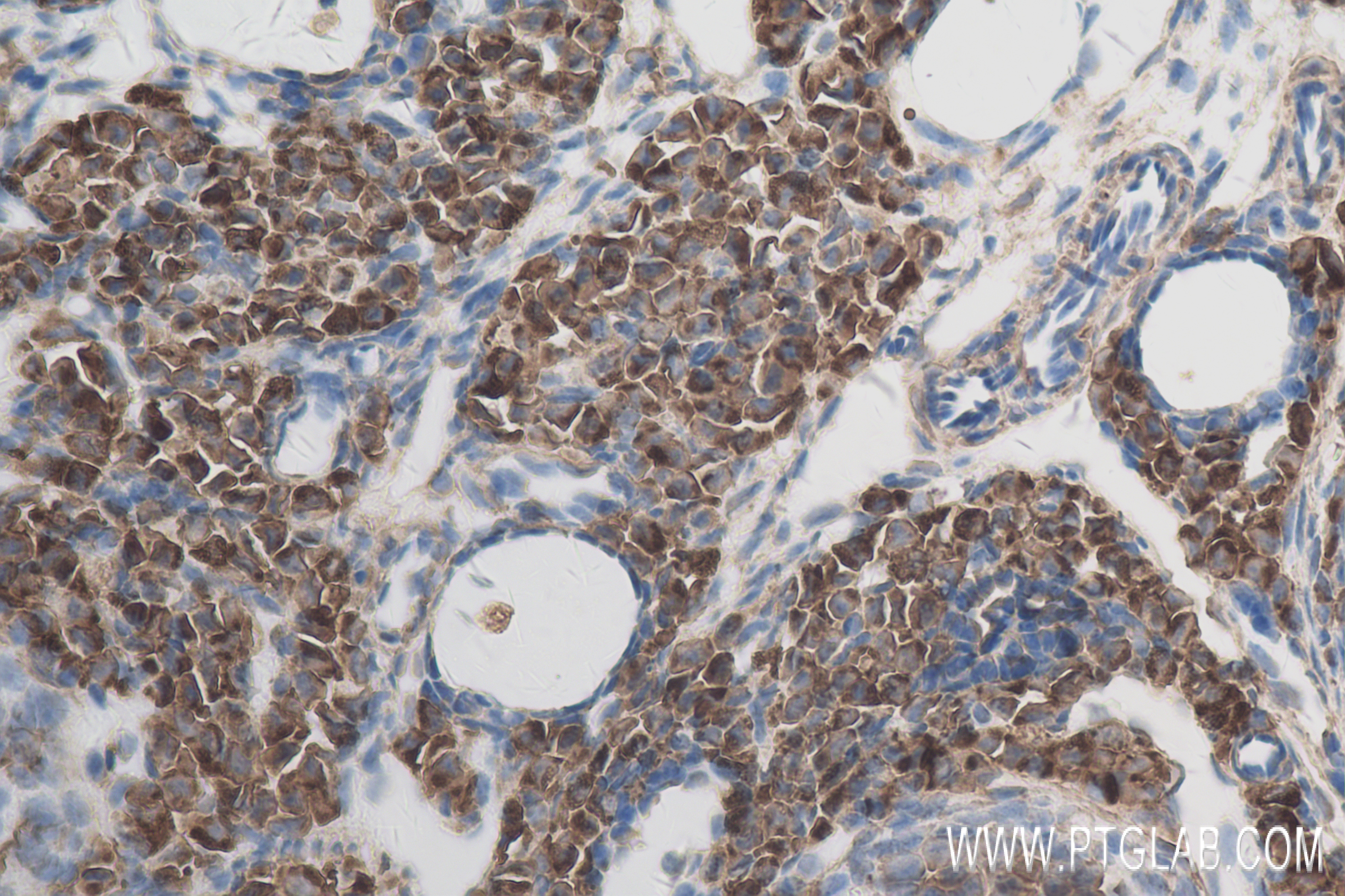 IHC staining of mouse ovary using 84298-1-RR (same clone as 84298-1-PBS)