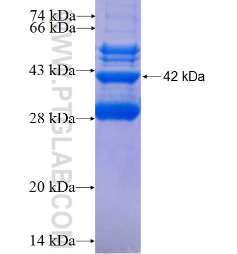 POU5F2 fusion protein Ag23803 SDS-PAGE